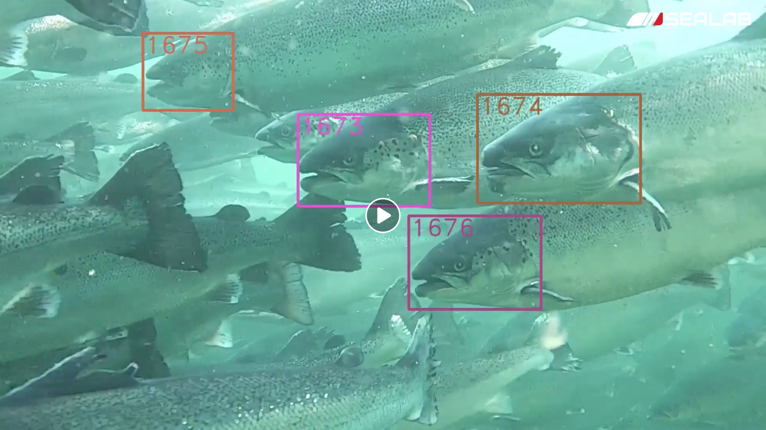 Video of salmon