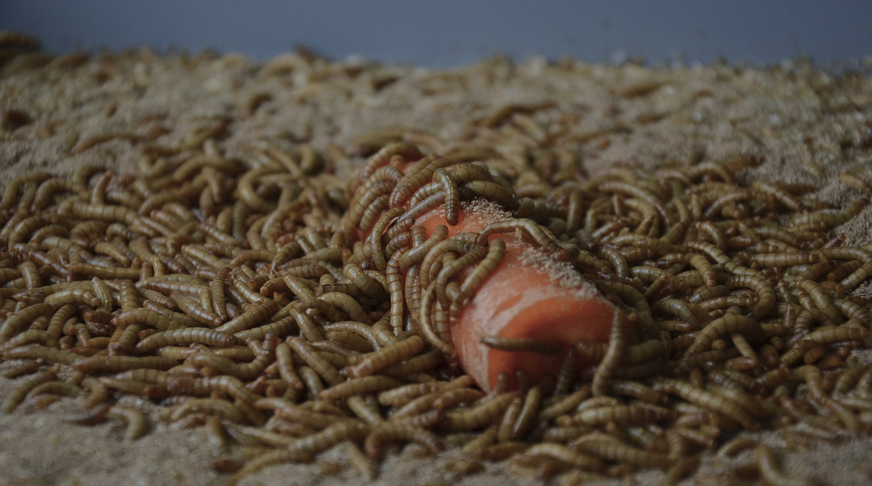 Image of several white maggots crawling on a carrot.