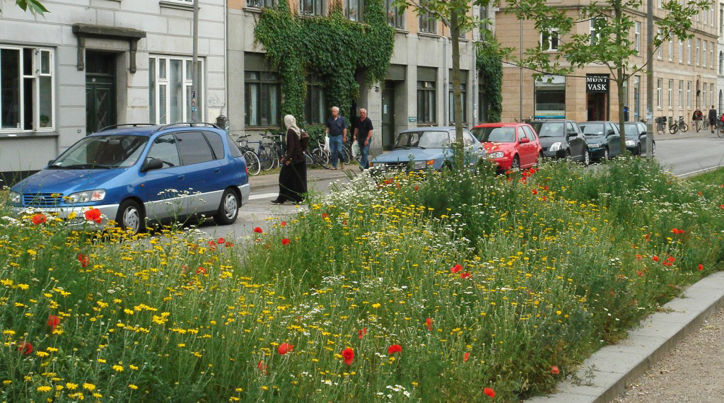 Picture of flowers growing wild by a city street.