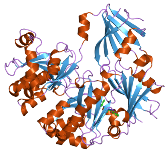 DNA molecule