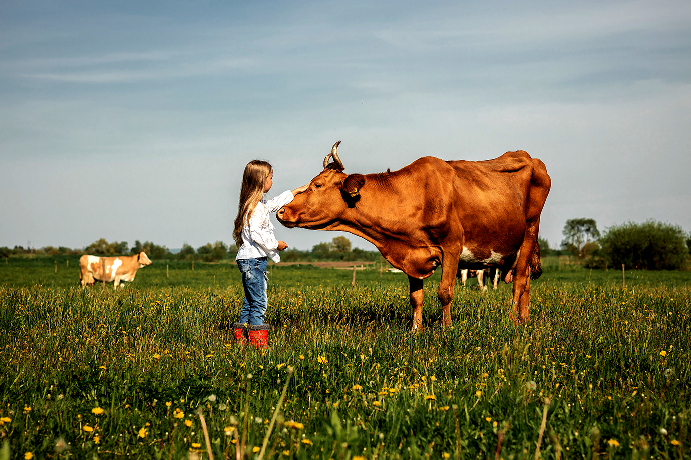 A cow and a girl. Photo: Shutterstock