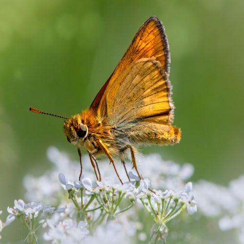 insect with wings on flower