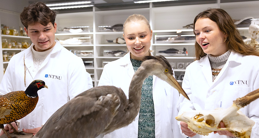 Three biology students looking at stuffed animals in a laboratory