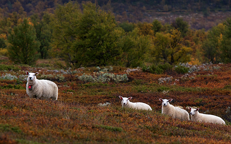 Sheep near the heath community, Dovre Mountains, Central Norway. Photo: Benjamin Blonder