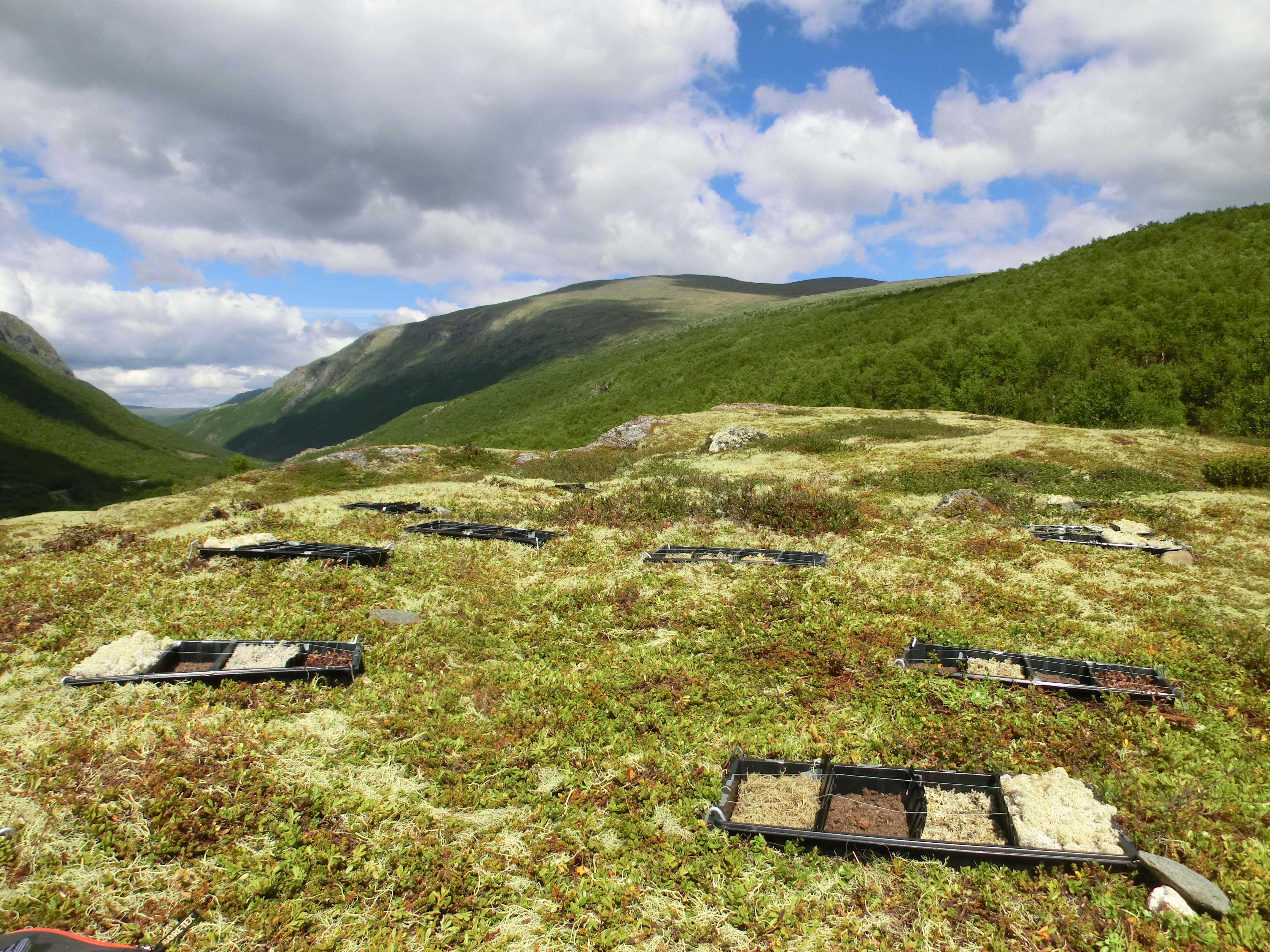 Boxes with lichen species spread out on the tundra. Photo