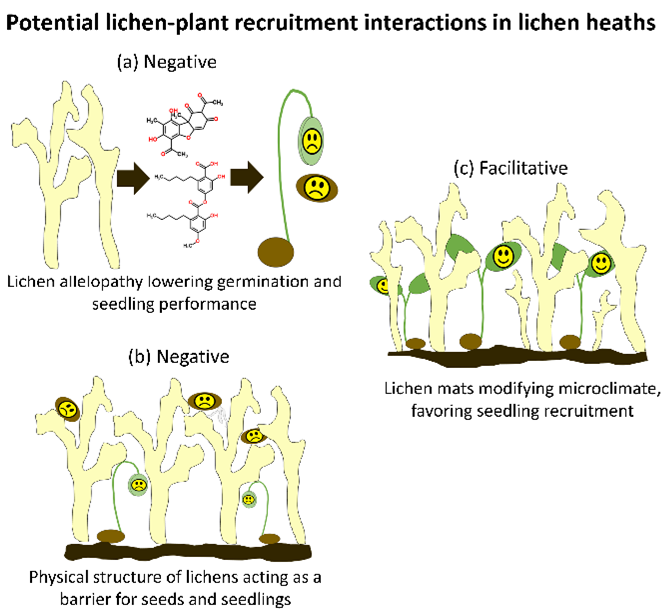 Illustration of potential lichen-plant recruitment interactions in lichen heaths