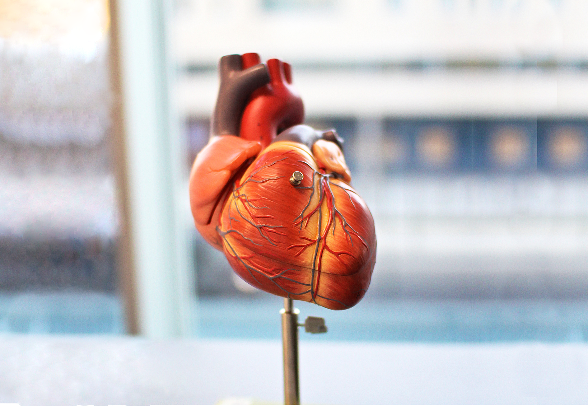 Anatomical view of the heart. Photo: NTNU