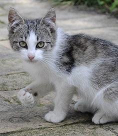 Utenfor huset sitter en søt katt. Utenfor huset sitter en søt katt.