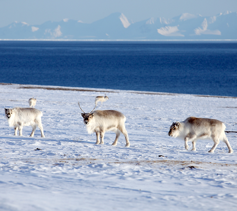Reindeer in snow with water in background. Photo