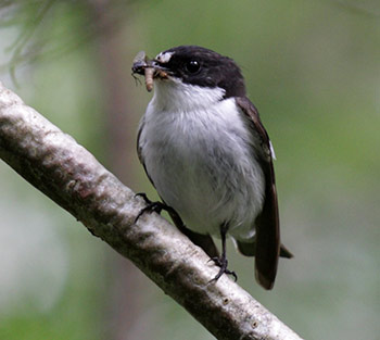 Photo: Ivar Herfindal